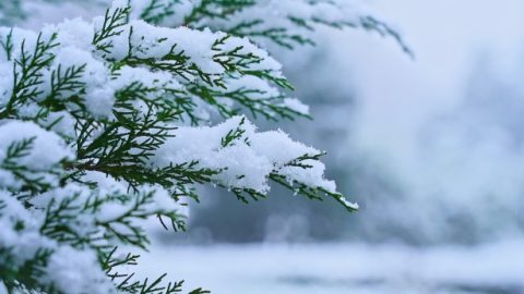 Ξεφεύγοντας από τα σαγόνια του Θανάτου